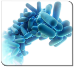 Bacteria Legionela